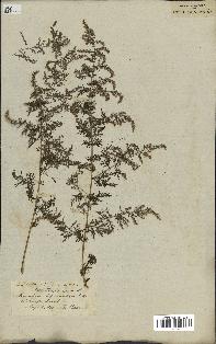 spécimen de Artemisia annua