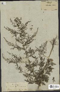 spécimen de Artemisia annua