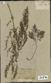 spécimen de Artemisia annua