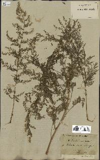 spécimen de Artemisia annua