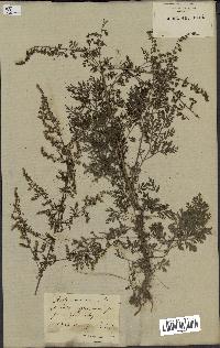 spécimen de Artemisia annua