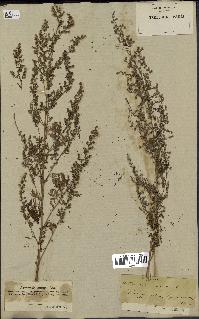 spécimen de Artemisia annua