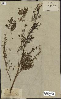 spécimen de Artemisia annua