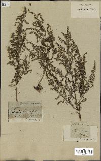 spécimen de Artemisia annua