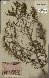 spécimen de Artemisia annua