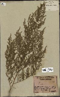 spécimen de Artemisia annua