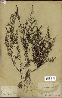 spécimen de Artemisia annua