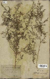 spécimen de Artemisia annua