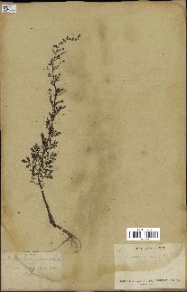 spécimen de Artemisia annua