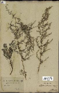 spécimen de Artemisia annua