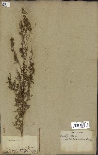 spécimen de Artemisia annua