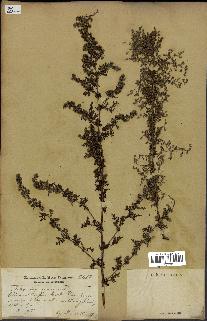 spécimen de Artemisia annua