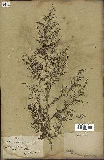 spécimen de Artemisia annua