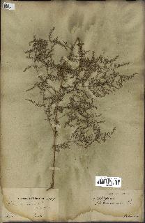 spécimen de Artemisia annua