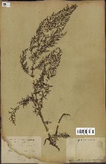 spécimen de Artemisia annua