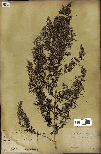 spécimen de Artemisia annua