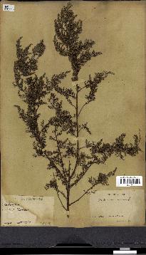 spécimen de Artemisia annua