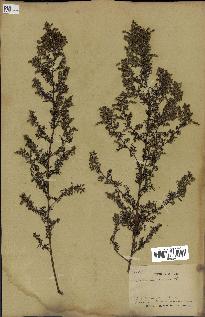 spécimen de Artemisia annua