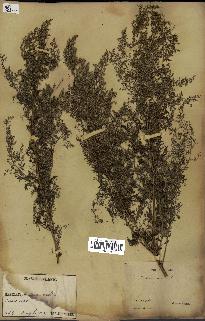 spécimen de Artemisia annua