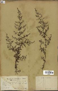 spécimen de Artemisia annua