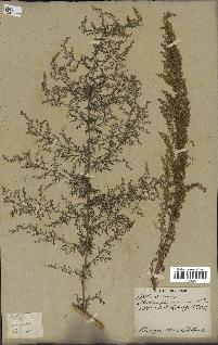 spécimen de Artemisia annua