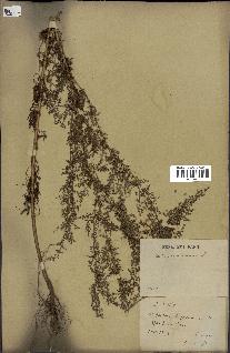 spécimen de Artemisia annua