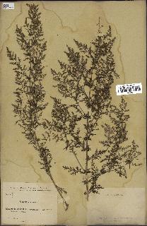 spécimen de Artemisia annua