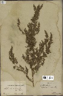 spécimen de Artemisia annua