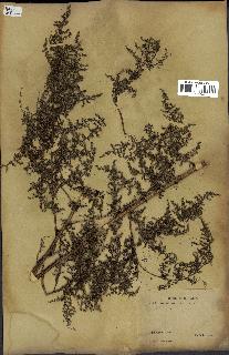 spécimen de Artemisia annua