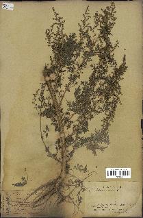 spécimen de Artemisia annua