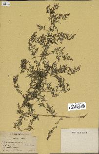 spécimen de Artemisia annua