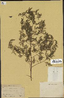 spécimen de Artemisia annua