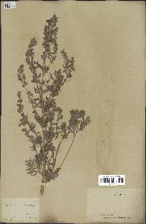 spécimen de Artemisia absinthium