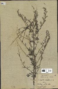 spécimen de Artemisia absinthium