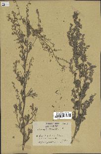 spécimen de Artemisia absinthium