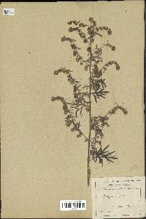 spécimen de Artemisia absinthium