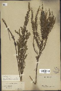 spécimen de Artemisia caerulescens