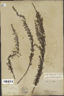 spécimen de Artemisia caerulescens