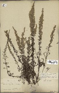 spécimen de Artemisia caerulescens