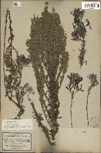 spécimen de Artemisia caerulescens