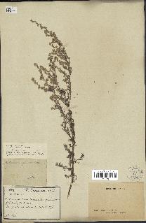 spécimen de Artemisia caerulescens