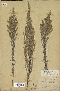 spécimen de Artemisia caerulescens