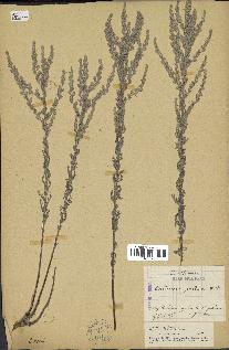 spécimen de Artemisia caerulescens