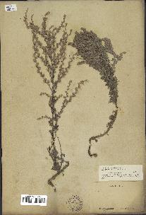 spécimen de Artemisia caerulescens