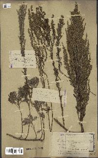 spécimen de Artemisia caerulescens