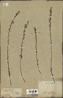 spécimen de Artemisia alba