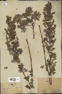 spécimen de Artemisia absinthium