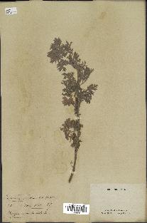 spécimen de Artemisia absinthium