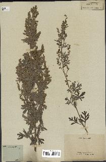 spécimen de Artemisia absinthium