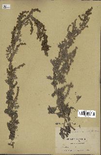 spécimen de Artemisia absinthium